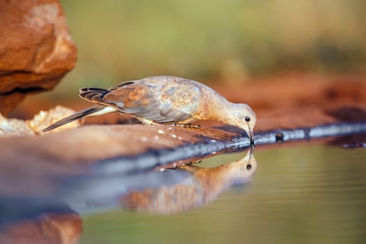 Laughing Dove drinking in waterhole with morning light in Greater Kruger national park, South Africa ; Specie Streptopelia capicola family of Columbidae