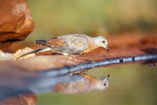 Laughing Dove drinking in waterhole with morning light in Greater Kruger national park, South Africa ; Specie Streptopelia capicola family of Columbidae