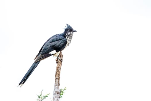 Levaillant's Cuckoo perched on a branch isolated in white background in Greater Kruger National park, South Africa ; Specie Clamator levaillantii family of  Cuculidae