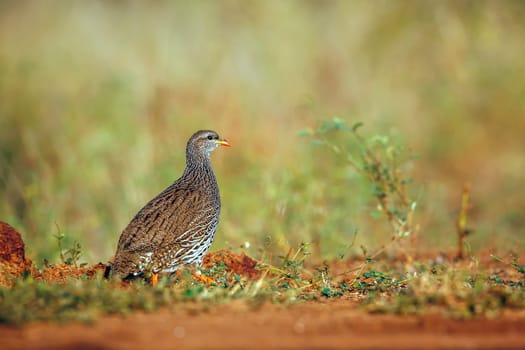 Natal francolin walking in the grass in Greater Kruger National park, South Africa ; Specie Pternistis natalensis family of Phasianidae
