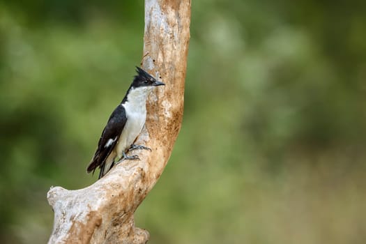Pied Cuckoo standing on a branch front view in Greater Kruger National park, South Africa ; Specie Clamator jacobinus family of Cuculidae