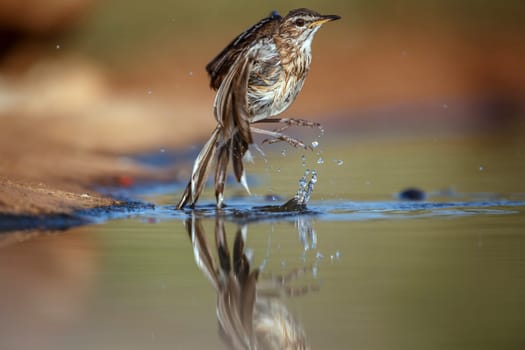 Red backed Scrub Robin bathing in waterhole with reflection in Greater Kruger National park, South Africa ; specie Cossypha heuglini family of Musicapidae