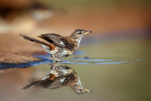 Red backed Scrub Robin bathing in waterhole with reflection in Greater Kruger National park, South Africa ; specie Cossypha heuglini family of Musicapidae