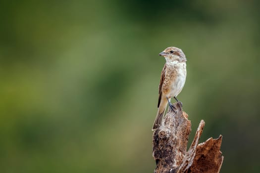 Red-backed Shrike juvenile standing on dead tronc isolated in blur background in Greater Kruger National park, South Africa ; Specie Lanius collurio family of Laniidae