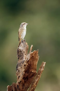 Red-backed Shrike juvenile standing on dead tronc isolated in blur background in Greater Kruger National park, South Africa ; Specie Lanius collurio family of Laniidae