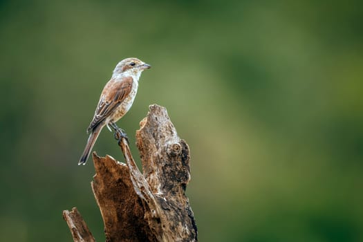 Red-backed Shrike juvenile standing on dead tronc isolated in blur background in Greater Kruger National park, South Africa ; Specie Lanius collurio family of Laniidae