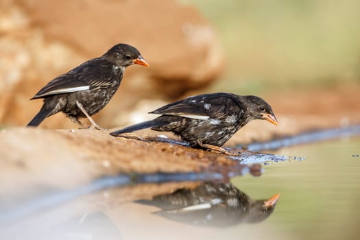 Two Red billed Buffalo Weaver along waterhole with reflection in Greater Kruger National park, South Africa ; Specie Bubalornis niger family of Ploceidae