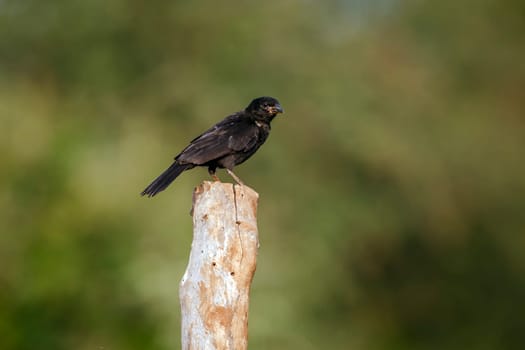 Red billed Buffalo Weaver juvenile standing on a pole isolated in natural background in Greater Kruger National park, South Africa ; Specie Bubalornis niger family of Ploceidae