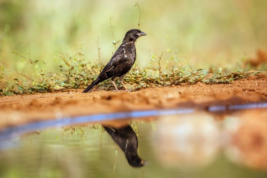 Red billed Buffalo Weaver juvenile ground level along waterhole in Greater Kruger National park, South Africa ; Specie Bubalornis niger family of Ploceidae