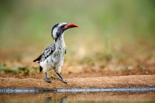 Southern Red billed Hornbill standing ground level along waterhole front view in Greater Kruger National park, South Africa ; Specie Tockus rufirostris family of Bucerotidae
