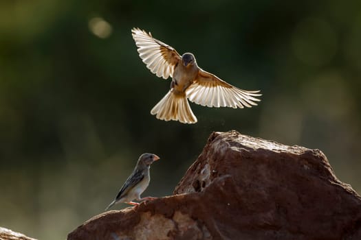 Red-billed Quelea juvenile in fligth  in Greater Kruger National park, South Africa ; Specie Quelea quelea family of Ploceidae