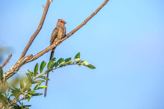 Red faced Mousebird standing on a branch isolated in blue sky in Greater Kruger National park, South Africa ; Specie Urocolius indicus family of Coliidae