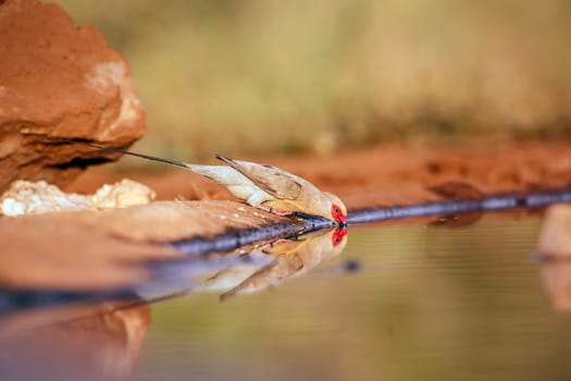 Red faced Mousebird drinking ain waterhole with reflection in Greater Kruger National park, South Africa ; Specie Urocolius indicus family of Coliidae