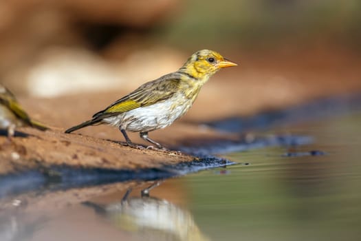 Red headed weaver standing along waterhole after bath in Greater Kruger National park, South Africa ; Specie Anaplectes rubriceps family of Ploceidae