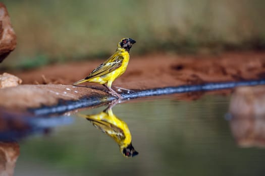 Southern Masked Weaver along waterhole with reflectioin in Greater Kruger National park, South Africa ; Specie Ploceus velatus family of Ploceidae