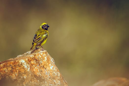 Southern Masked Weaver standing on a rock isolated in blur background in Greater Kruger National park, South Africa ; Specie Ploceus velatus family of Ploceidae