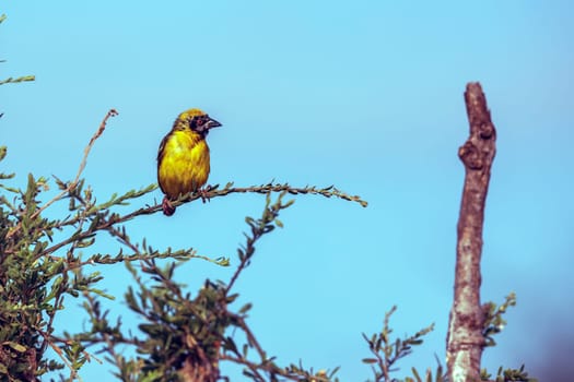 Southern Masked Weaver standing on a shrub isolated in blue sky in Greater Kruger National park, South Africa ; Specie Ploceus velatus family of Ploceidae