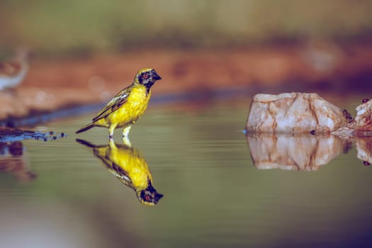 Southern Masked Weaver bathing with reflection in Greater Kruger National park, South Africa ; Specie Ploceus velatus family of Ploceidae