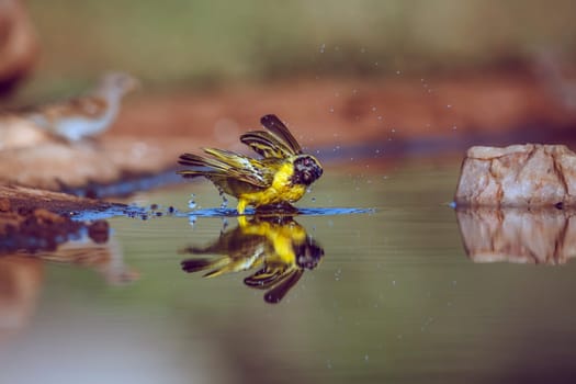 Southern Masked Weaver bathing with reflection in Greater Kruger National park, South Africa ; Specie Ploceus velatus family of Ploceidae