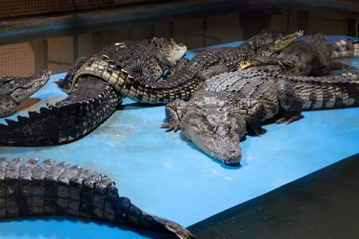 Group of crocodiles resting on blue platform in indoor enclosure