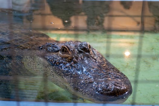 Close-up of an alligator resting in murky water behind a metal fence.