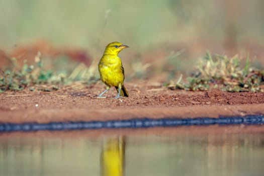 Spectacled Weaver along waterhole in Greater Kruger National park, South Africa ; Specie Ploceus ocularis family of Ploceidae