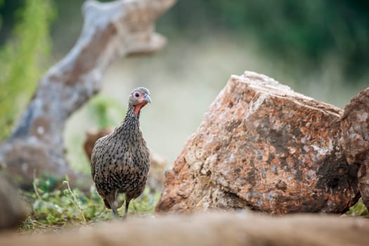 Swainson's Spurfowl walking front view ground level in Greater Kruger National park, South Africa ; Specie Pternistis swainsonii family of Phasianidae