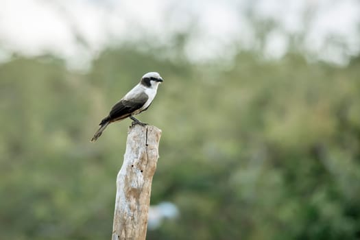White crowned Shrike standing on a pole isolated in natural background in Greater Kruger National park, South Africa ; Specie Eurocephalus anguitimens family of Laniidae
