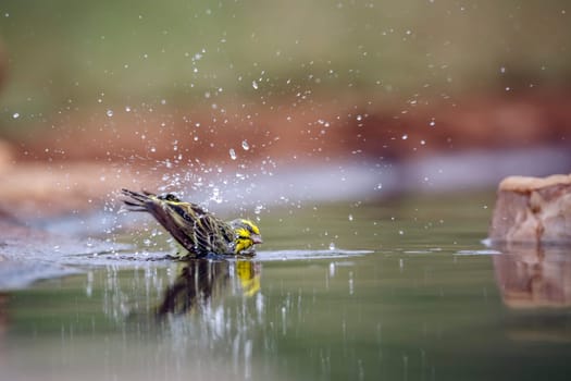Yellow fronted Canary bathing and shaking in waterhole in Greater Kruger National park, South Africa ; Specie Crithagra mozambica family of Fringillidae