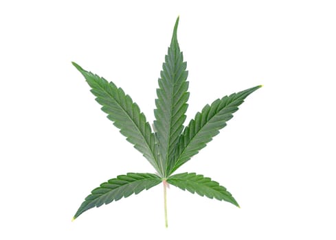 A detailed cannabis leaf on a clean white background, perfect for botanical and natural design projects