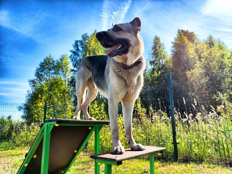 A German Shepherd shows its skills by standing proudly on training equipment in a sunlit park filled with trees and grass.