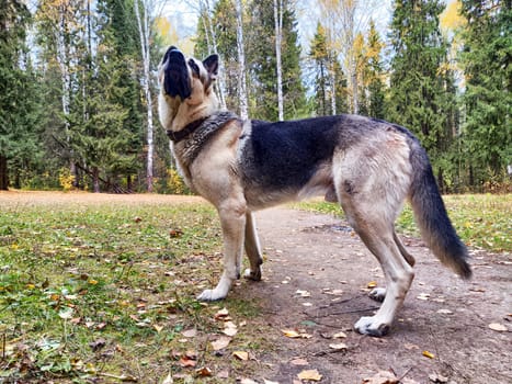 A confident eastern European shepherd stands in a forest, surrounded by autumn leaves and tall trees, enjoying the outdoors.
