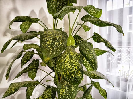 Dieffenbachia plant in a pot on a stool by the window. Retro interior in light colors. Background with plant with green leaves and fabric