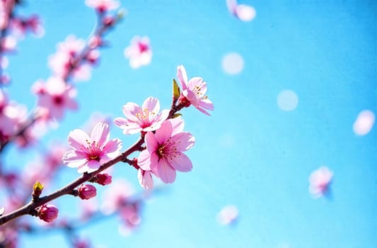 Delicate pink cherry blossoms bloom vibrantly against a clear blue sky, creating a serene backdrop for added text or messages.