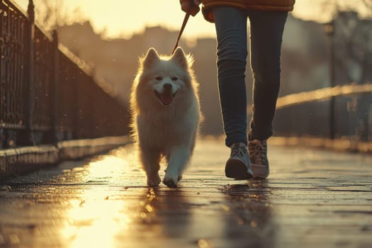 A person enjoys a leisurely stroll with a joyful dog along a sunlit pathway, capturing the warmth and companionship during a peaceful sunset.