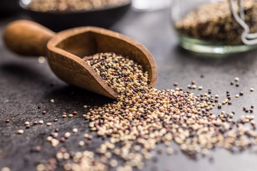 Mixed uncooked quinoa seeds in scoop on a black table.