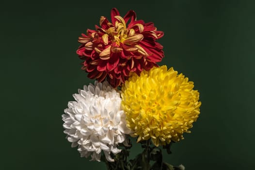 Bouquet of three multi-colored chrysanthemums on a dark green background