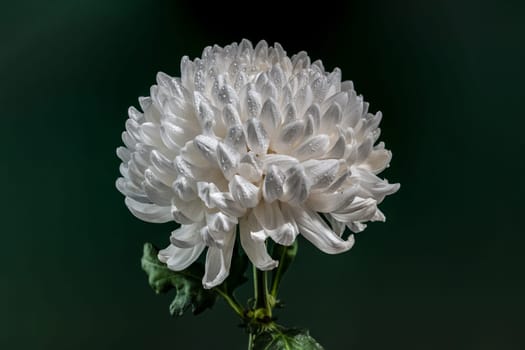 White chrysanthemum flower on a green background. Flower head close-up