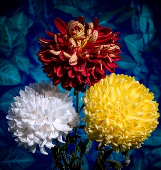 Bouquet of three multi-colored chrysanthemums on a blue background