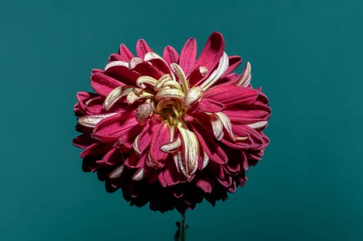 Red chrysanthemum flower on a blue background. Flower head close-up