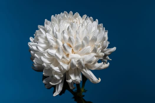 White chrysanthemum flower on a blue background. Flower head close-up