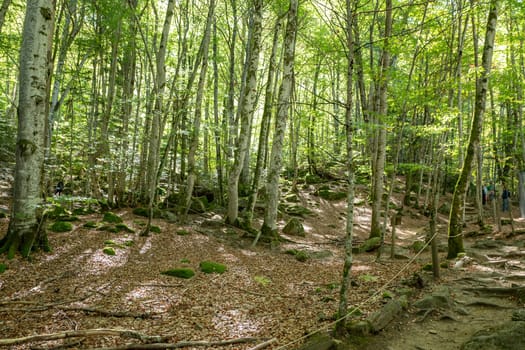 Forests in the Orlu National Wildlife Reserve, in Ariège, the Maison des Loups in France.