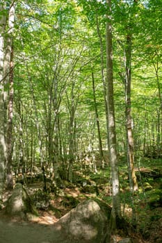 Forests in the Orlu National Wildlife Reserve, in Ariège, the Maison des Loups in France.