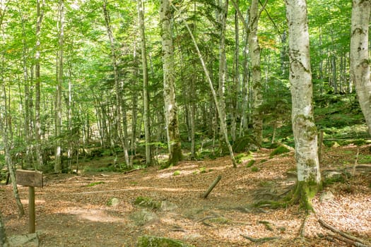 Forests in the Orlu National Wildlife Reserve, in Ariège, the Maison des Loups in France.
