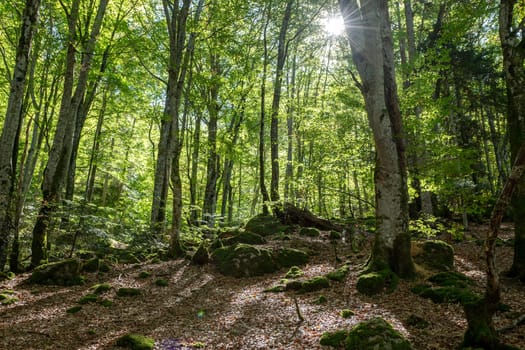 Forests in the Orlu National Wildlife Reserve, in Ariège, the Maison des Loups in France.