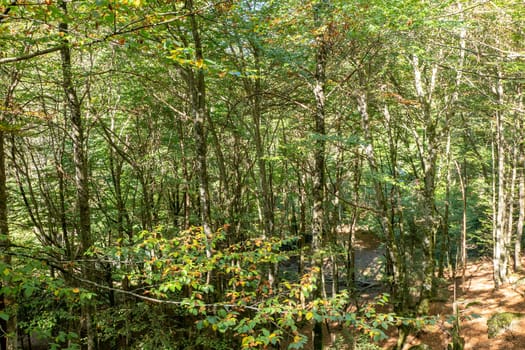 Forests in the Orlu National Wildlife Reserve, in Ariège, the Maison des Loups in France.