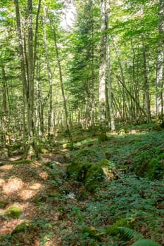 Forests in the Orlu National Wildlife Reserve, in Ariège, the Maison des Loups in France.