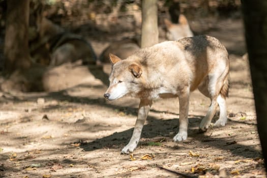 Polish wolves in the Orlu National Wildlife Reserve in Ariège, the Maison des Loups in France.