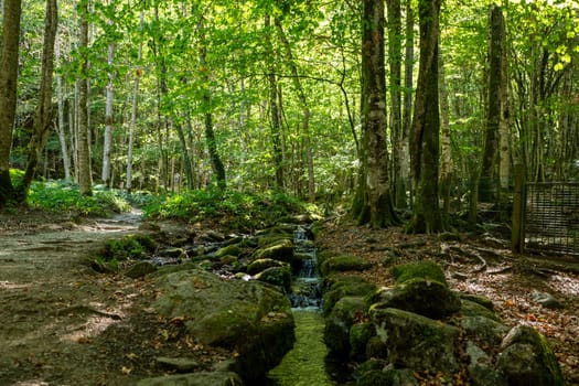 Forests in the Orlu National Wildlife Reserve, in Ariège, the Maison des Loups in France.