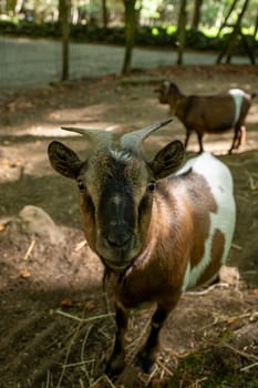 Goats in the Orlu National Wildlife Reserve, in Ariège, the Maison des Loups in France.